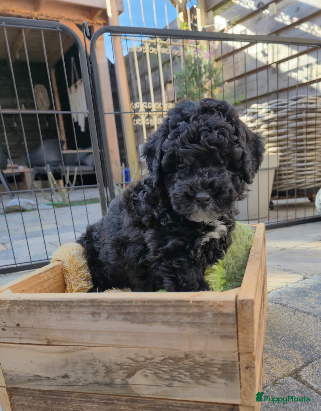 Kruising honden te koop: Labradoodle x australian labradoodle mini - Advertentie 2
