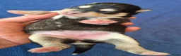 Kruising honden te koop: Pomsky (3/4) x Shiba inu (1/4) pups - Advertentie 11