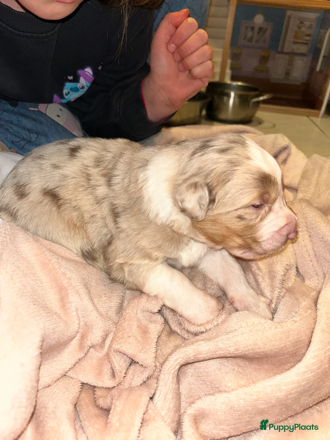 Australian Shepherd honden te koop: 100% raszuivere Australian Sheperd pups - Advertentie 20