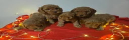 Labradoodle honden te koop: Mini labradoodle pups - abrikoos - Advertentie 2