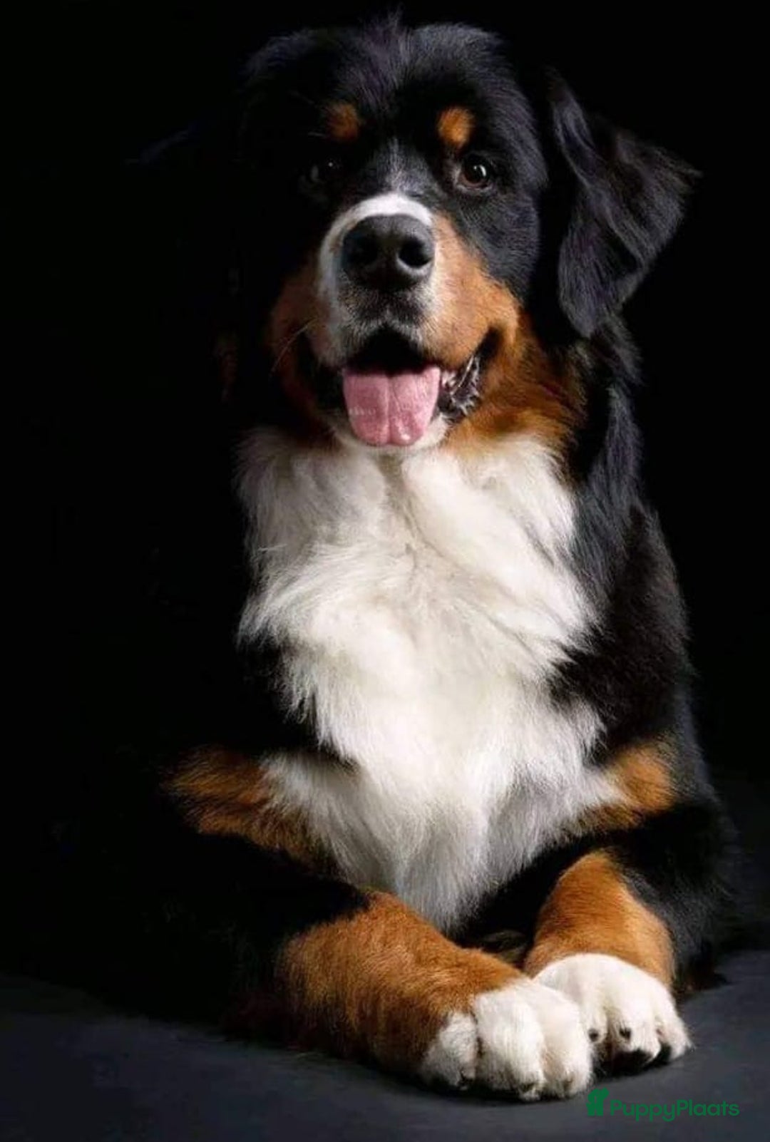 Berner Sennenhond honden te koop: Te koop berner sennen pups - Advertentie 2