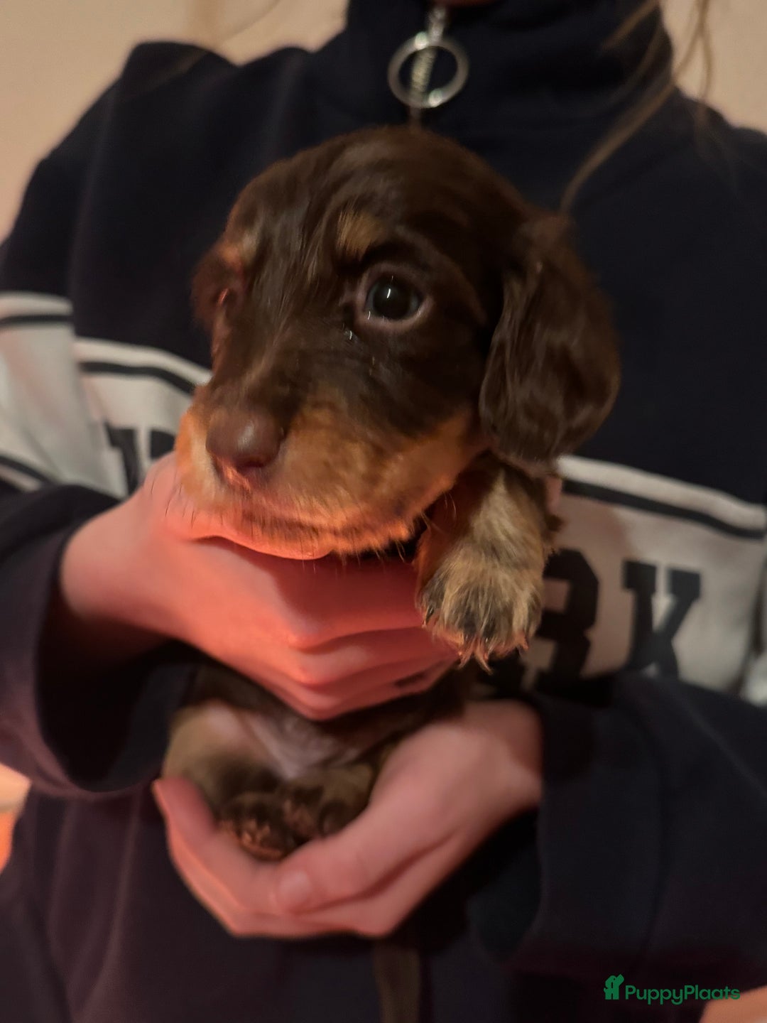 Teckel (korthaar)  honden te koop: Teckel puppy’s  - Advertentie 6