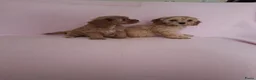 Cavapoo honden te koop: cavapoo puppen beschikbaar - Advertentie 6