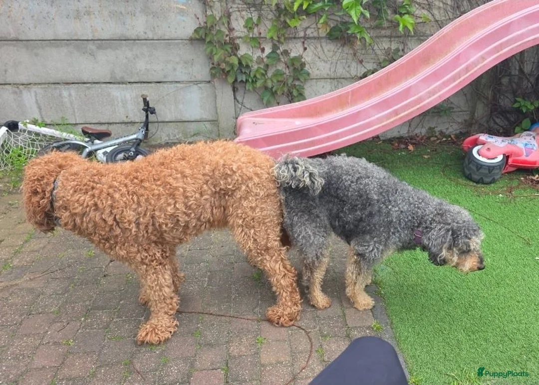Australian Labradoodle honden te koop: Geweldige Australian Labradoodle Pups M/L ❤️❤️💙 - Advertentie 15