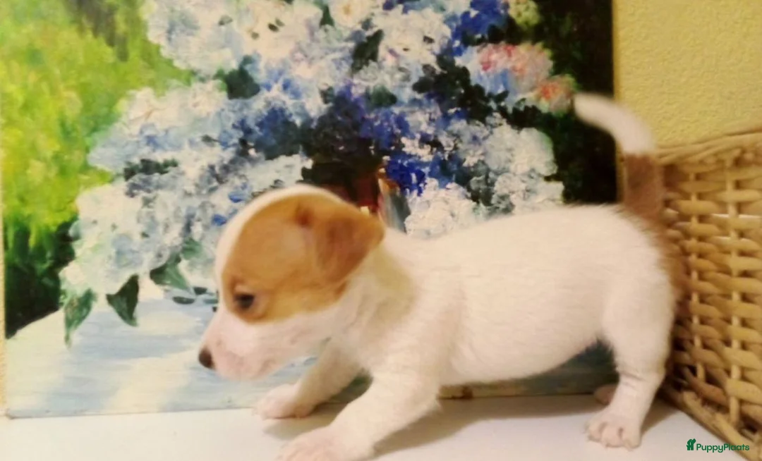 Jack Russel Terriër honden te koop: Jack Russell pups  - Advertentie 2