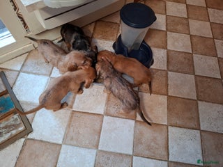 Ruwhaar Teckel honden Choco bruin teefje - Advertentie 4