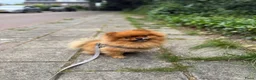 Pomeriaan honden ter dekking: ✨ KENZIE — Exclusieve Pomeriaan Dekreu ✨ in Deventer - Advertentie 3