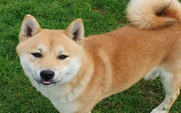 Shiba honden te koop: Shiba Inu pups (nog 1 reutjes beschikbaar) - Afbeelding 19