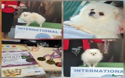 Pomeriaan honden ter dekking: Pomeriaan Dekreu Thomas (niet te koop) - Advertentie 6