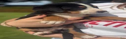 Grote Zwitserse Sennenhond honden te koop: Prachtige Grote Zwitserse Sennenpup - Advertentie 2
