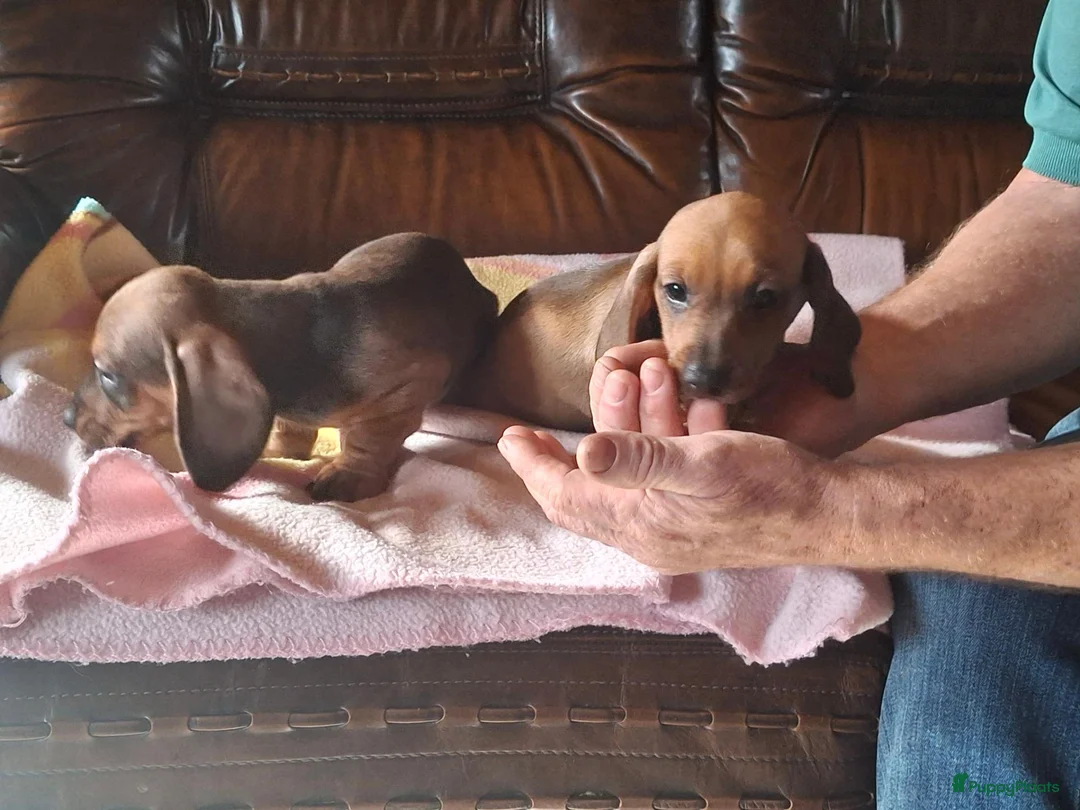 Dwergteckel honden te koop: Dwergteckel in Achtmaal - Advertentie 12