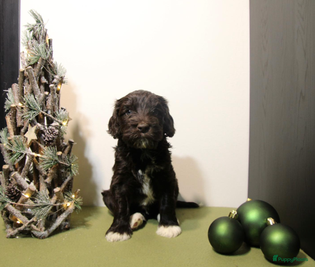 Barbet honden te koop: Barbet pups - Advertentie 1