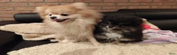 Pomeriaan honden te koop: Super snoezige mini pomeranian puppy ❤️ - Advertentie 7