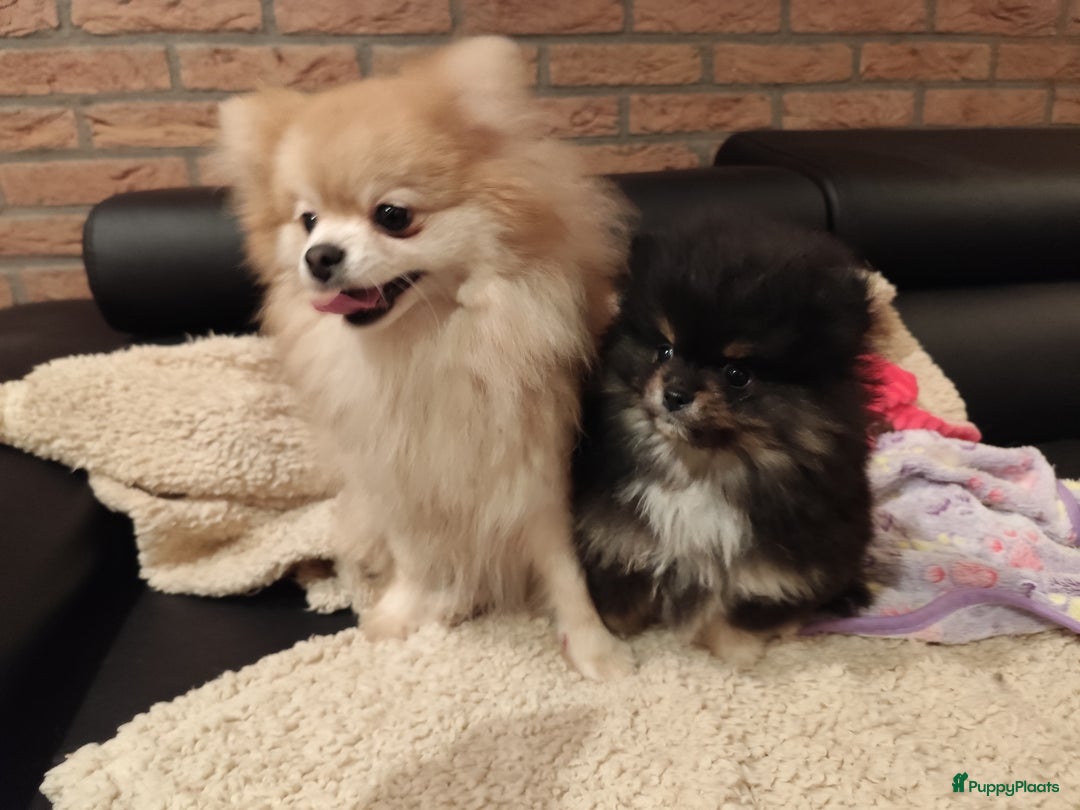 Pomeriaan honden te koop: Super snoezige mini pomeranian puppy ❤️ - Advertentie 7