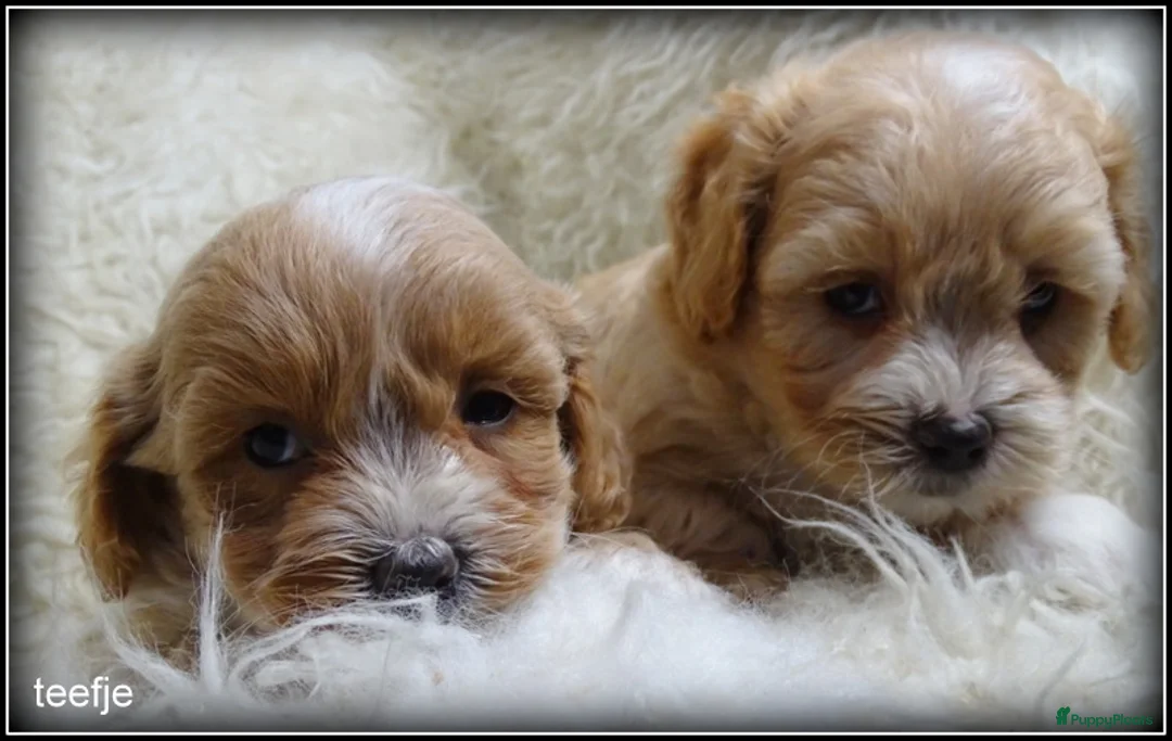 Maltipoo honden te koop: Maltipoo F1b pup reutje - Advertentie 7