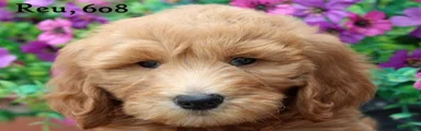 Goldendoodle 4