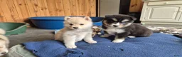 Kruising honden te koop: Pomsky x shiba inu (1/4) pups - Advertentie 21