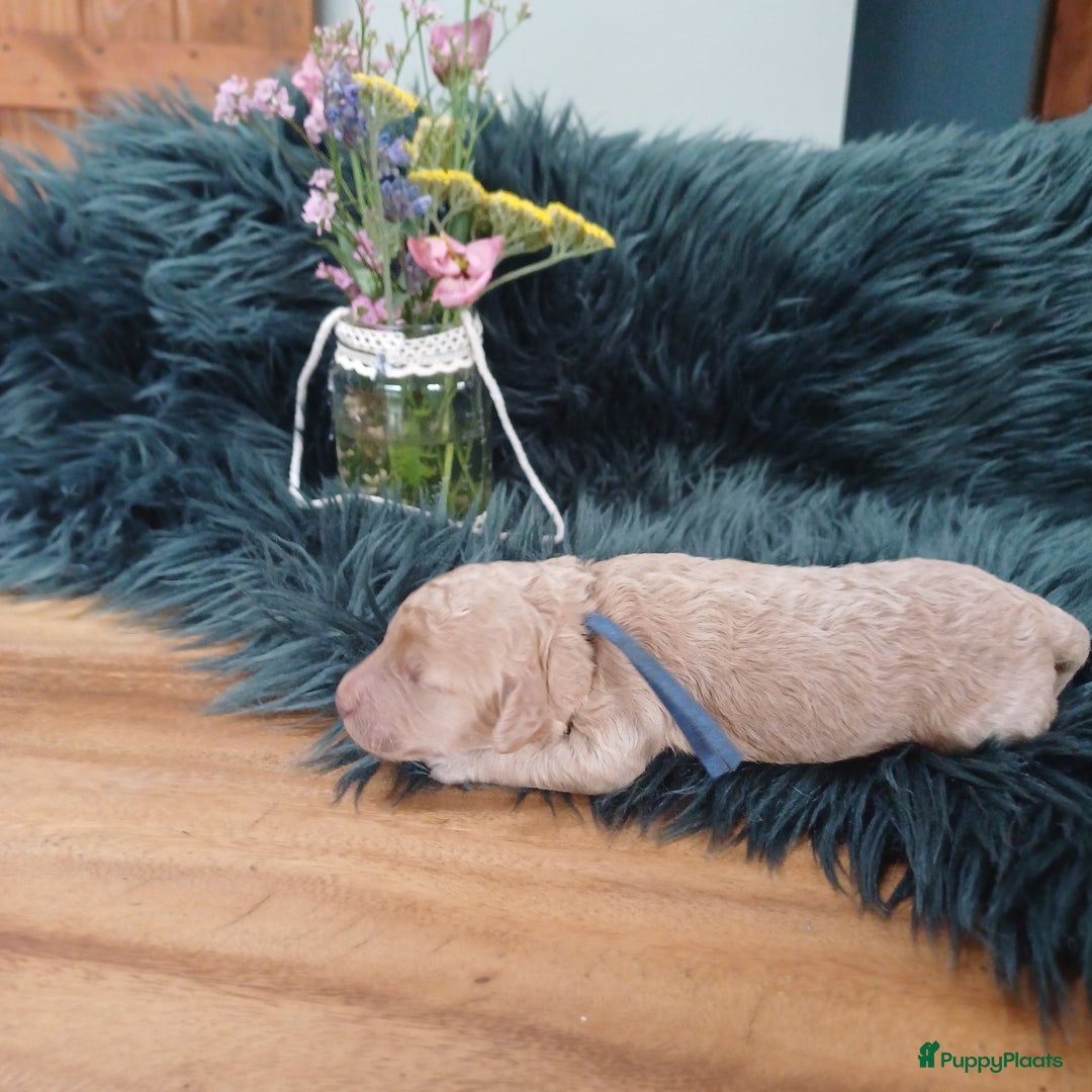 Labradoodle honden te koop: Prachtige multigen Labradoodles wavy vacht - Afbeelding 15
