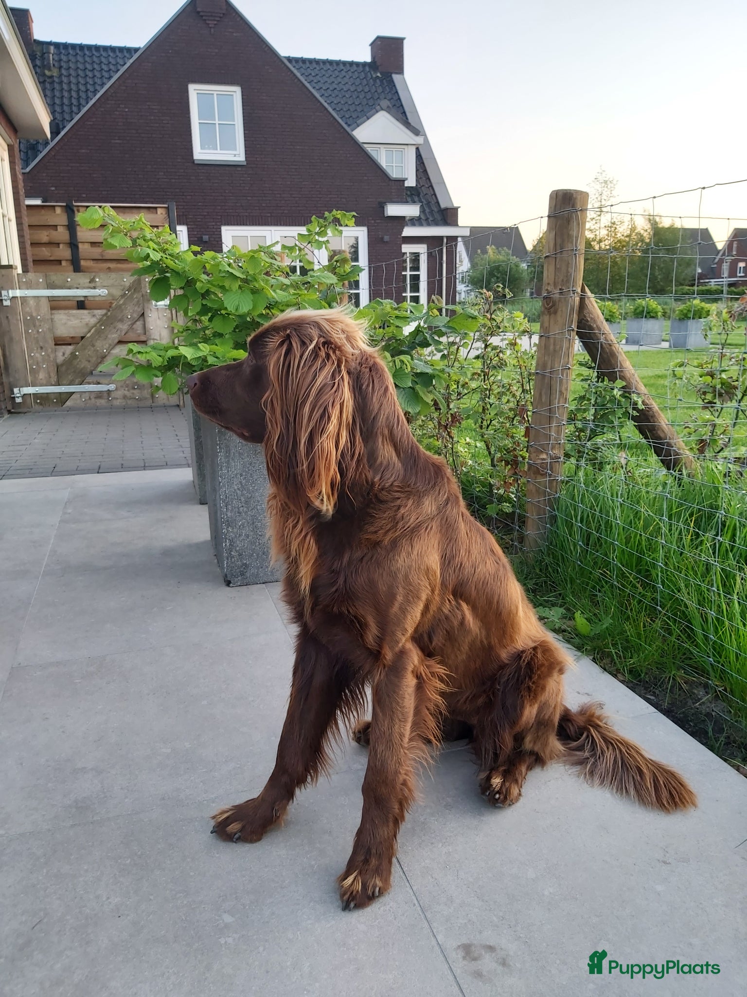 Duitse Staande Hond Langhaar honden Duitse Staande Lanhaar Nestaankondiging begin juni - Advertentie 1