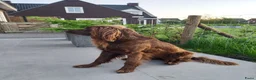 Duitse Staande Hond Langhaar honden te koop: Duitse Staande Lanhaar Nestaankondiging begin juni in Schijndel - Advertentie 1