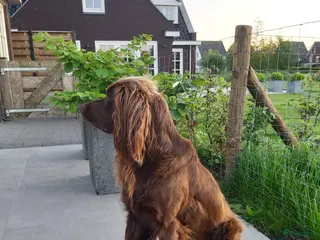 Duitse Staande Hond Langhaar honden Duitse Staande Langhaar Nestaankondiging juni - Advertentie 7