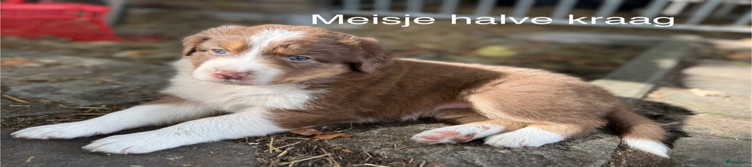 Australian Shepherd Puppy Sneezy