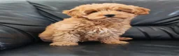Cockapoo honden te koop: Cockapoo pup (Toy Poedel x Cocker Spaniël) - Advertentie 10