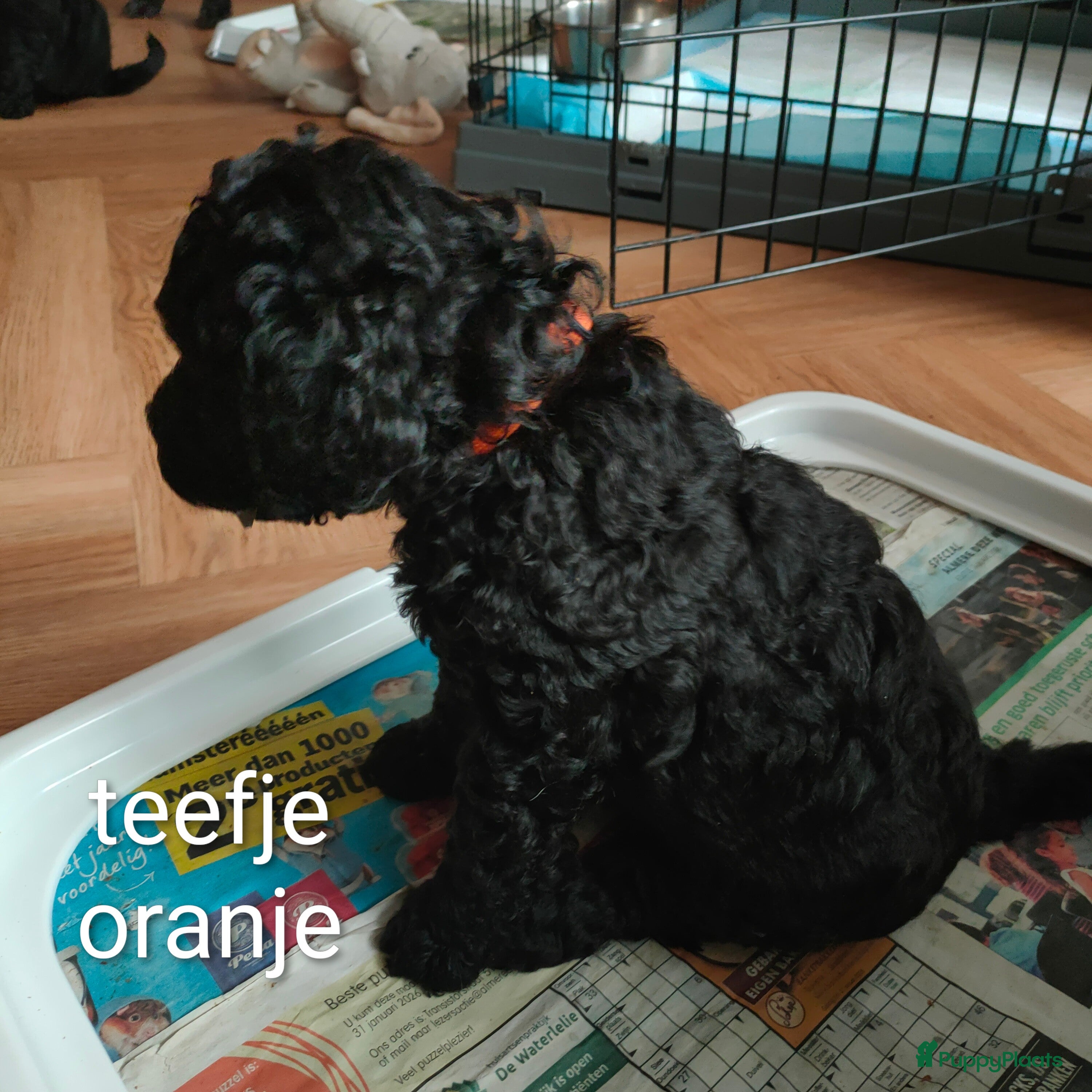 Labradoodle honden Super mooie labradoodle puppy's  - Advertentie 5
