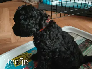 Labradoodle honden Super mooie labradoodle puppy's - Advertentie 5