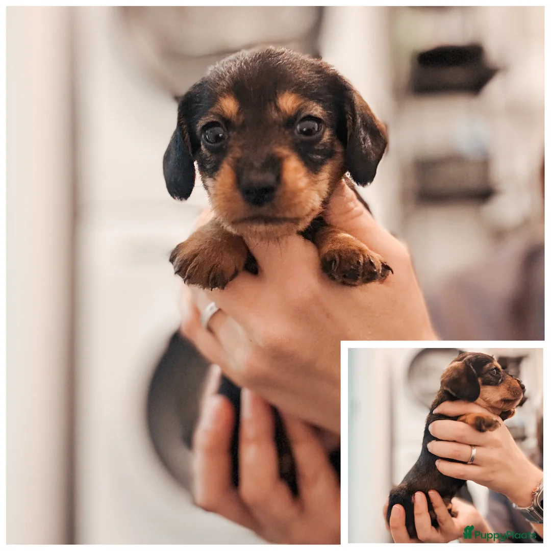 Ruwhaar Teckel honden te koop: Kaninchen/dwerg ruwharige teckeltjes  - Advertentie 7