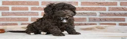 Australian Labradoodle honden te koop: Prachtige Chocolade bruine Labradoodle pup - Advertentie 6
