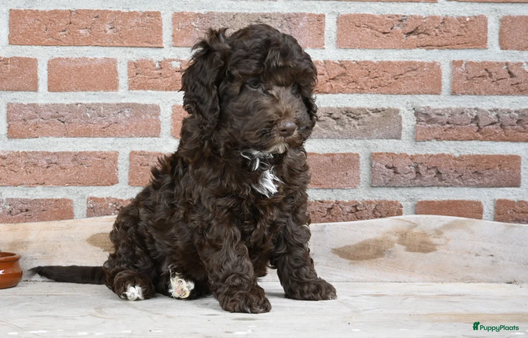 Australian Labradoodle honden te koop: Prachtige Chocolade bruine Labradoodle pup - Advertentie 6