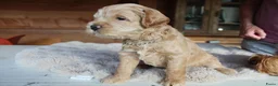 Australian Labradoodle honden te koop: Prachtige Australian Labradoodle pups in Velp - Advertentie 26