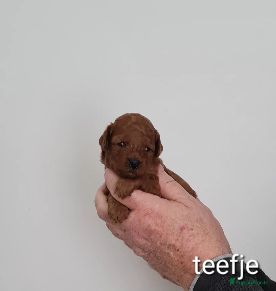 Dwergpoedel honden te koop: Rode dwerpoedels in Helmond - Advertentie 6