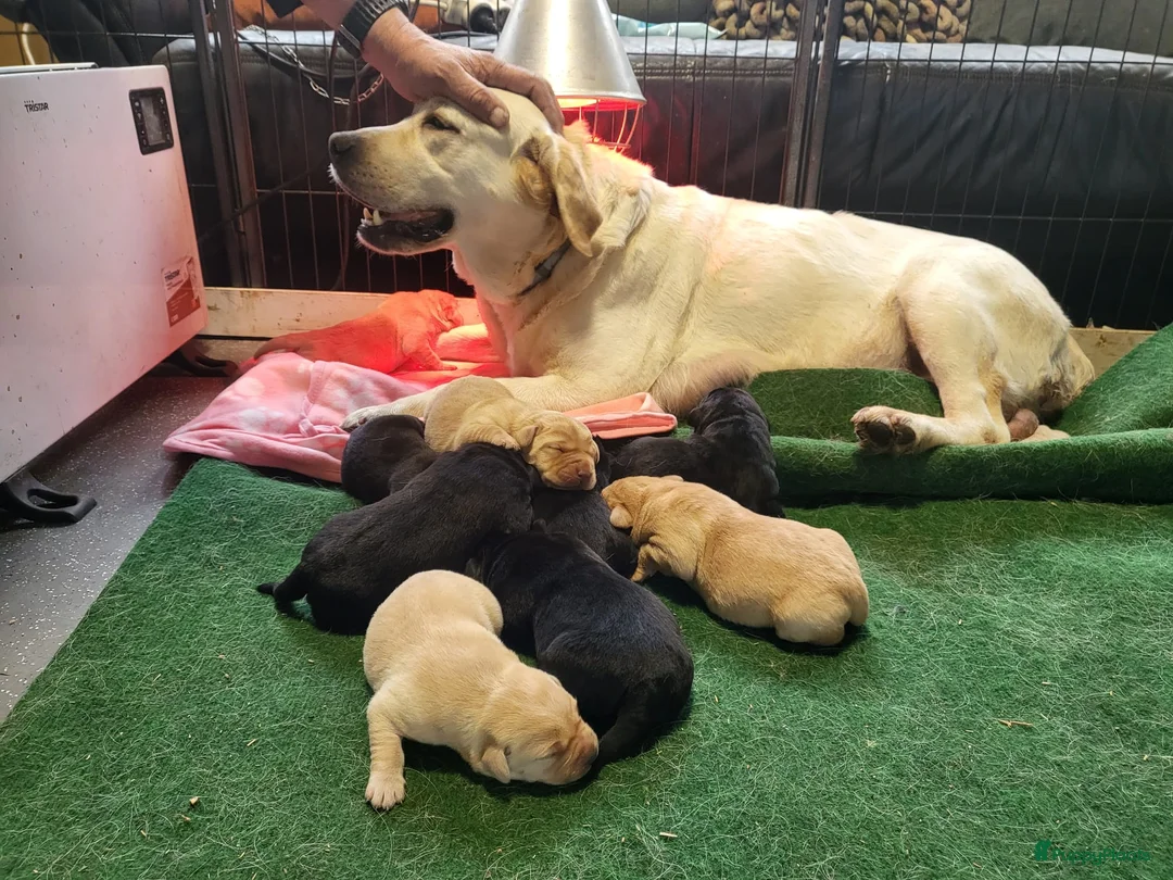 Labrador Retriever honden te koop: Mooi nest Labrador pups - Advertentie 3