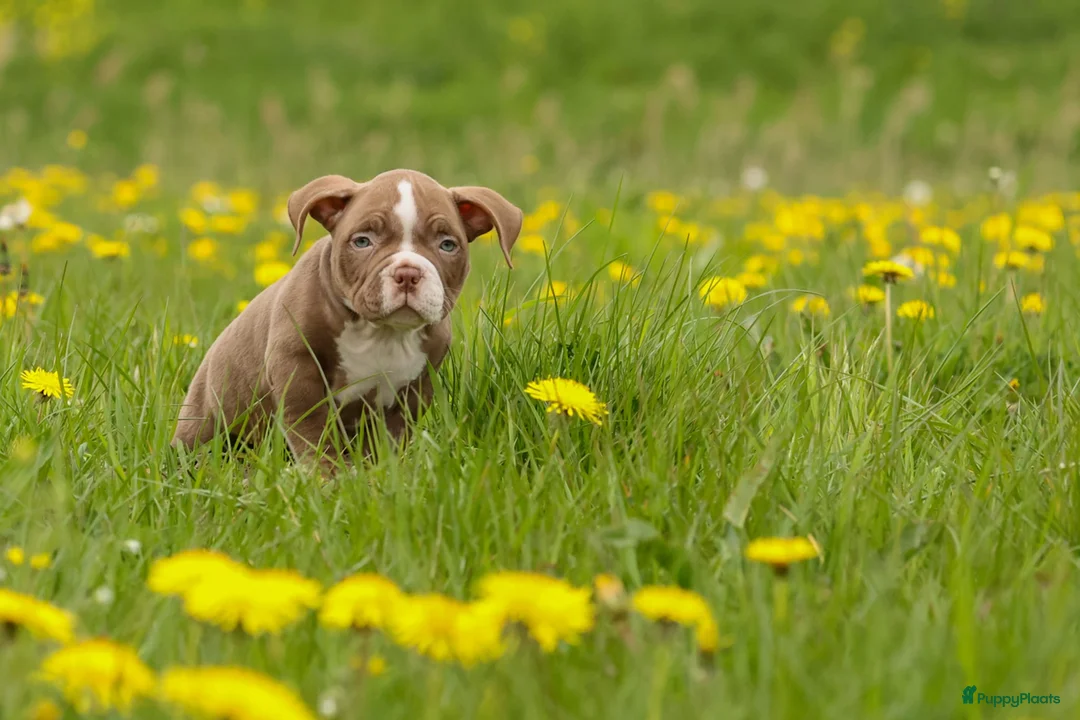 Amerikaanse Bully honden te koop: Tekoop zeer prachtige american bully micro teefjes - Advertentie 16