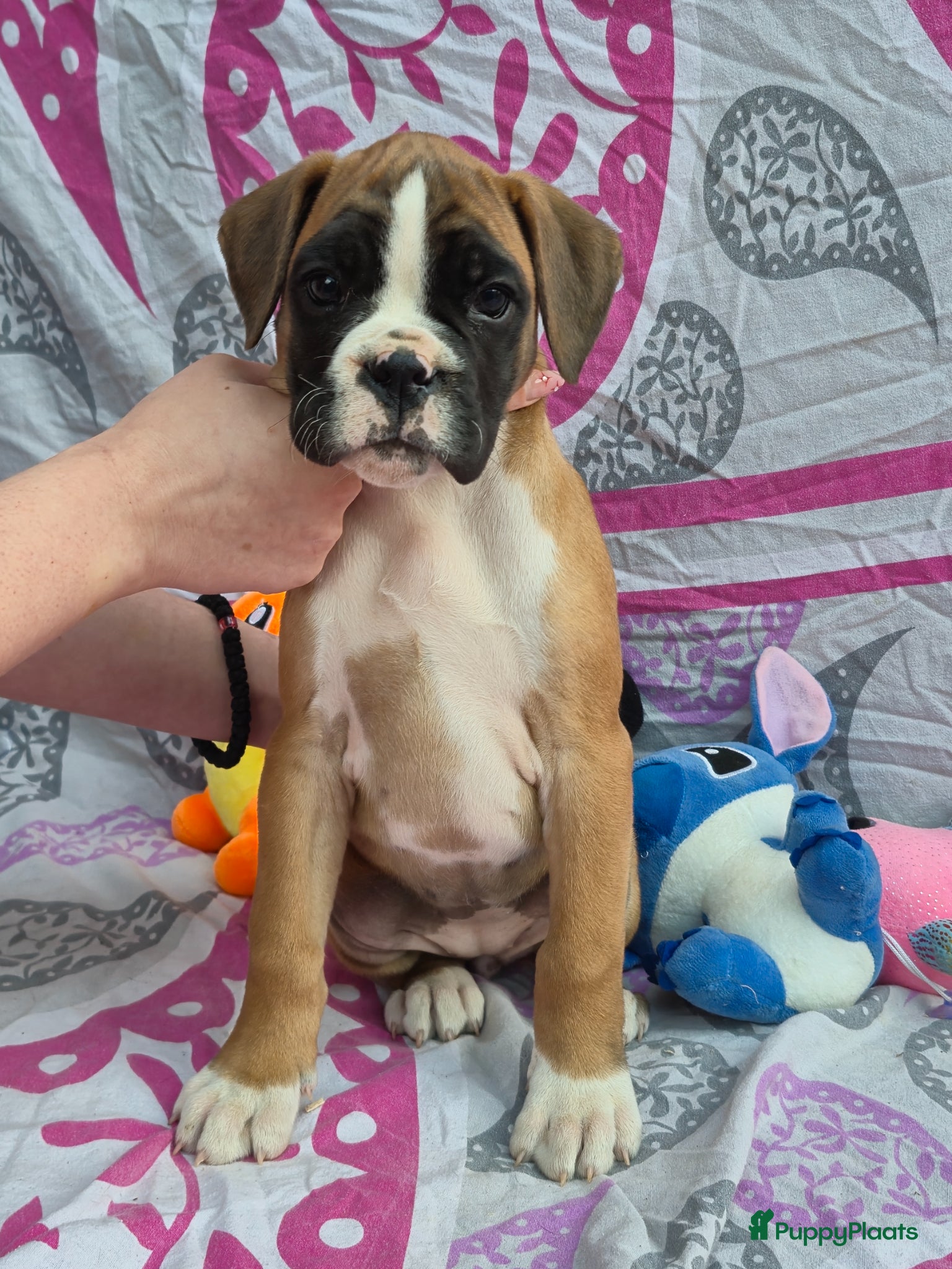 Boxer honden Boxer puppy's - Advertentie 3