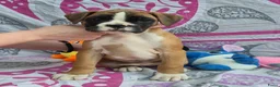 Boxer honden te koop: Boxer puppy's - Advertentie 1