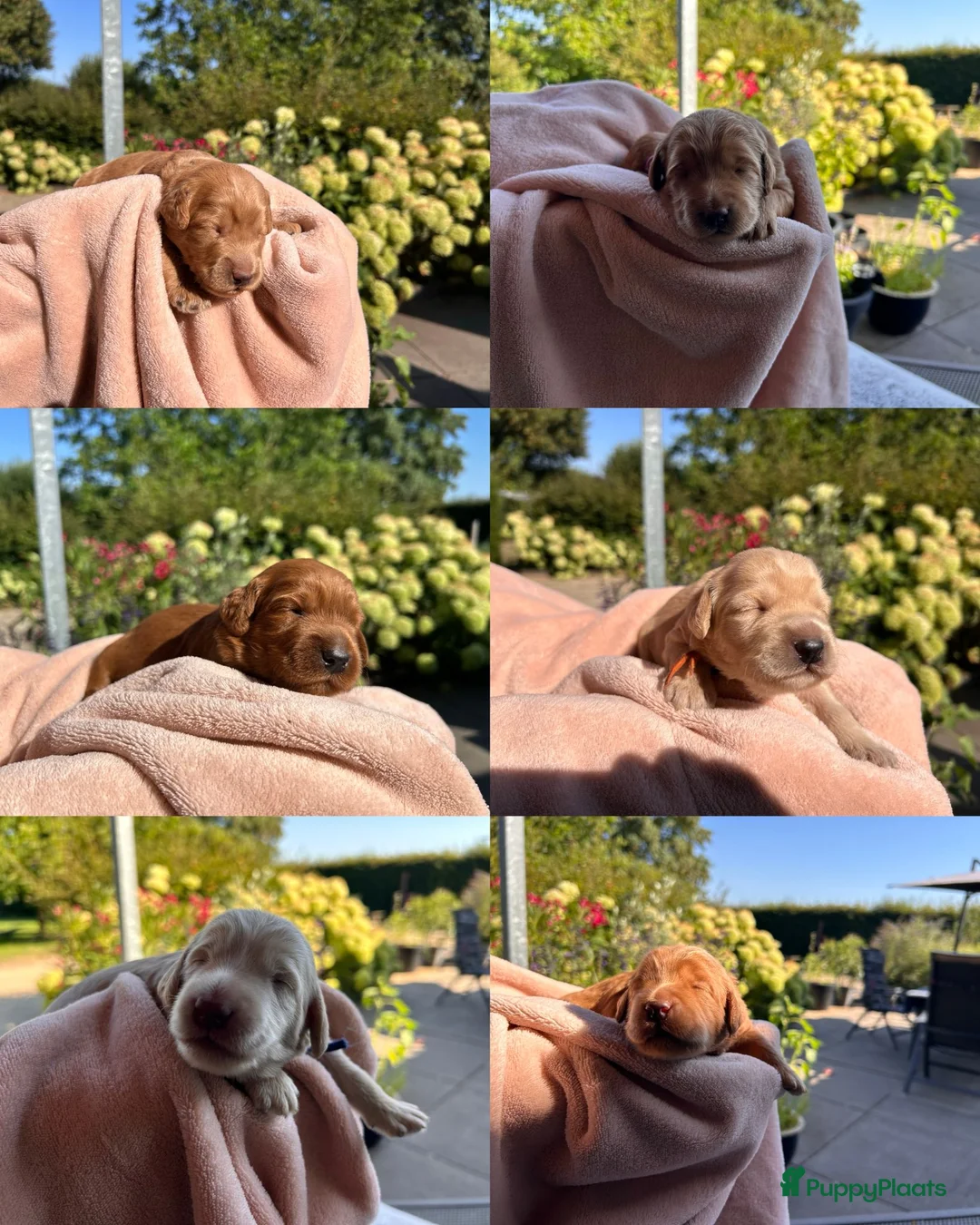 Australian Labradoodle honden te koop: Australische labradoodle pups - Advertentie 1