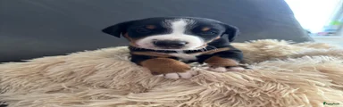 Appenzeller Sennenhond Puppy 3