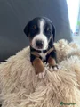 Appenzeller Sennenhond Puppy 3