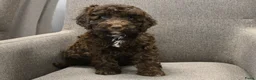 Australian Labradoodle honden te koop: Prachtige Chocolade bruine Labradoodle pup - Advertentie 3