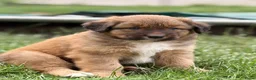 Kruising honden te koop: Nova scotia duck tolling x Australian shepherd pup - Advertentie 9