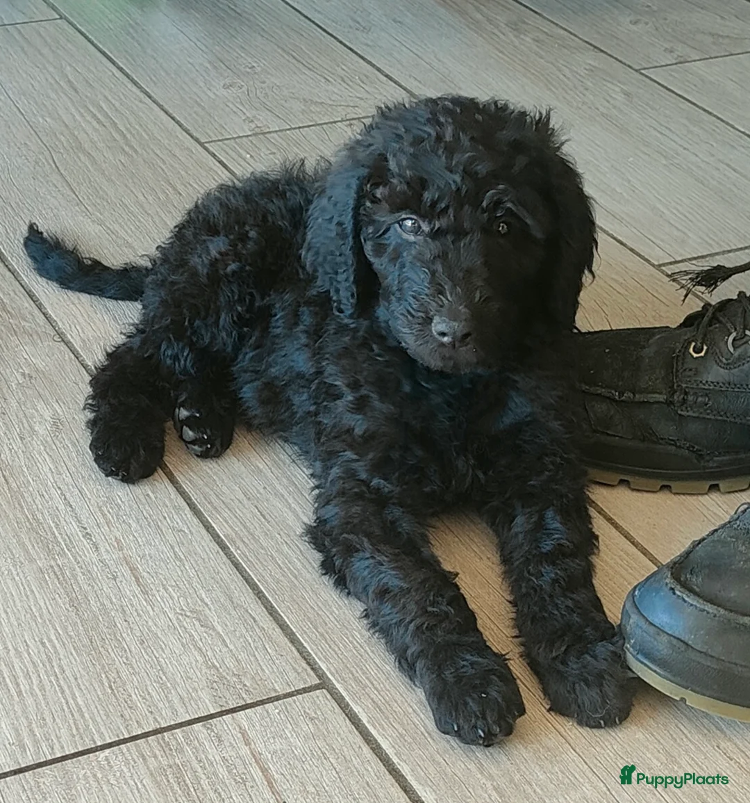 Labradoodle honden te koop: zwarte f4 multigen labradoodle pups - Advertentie 2