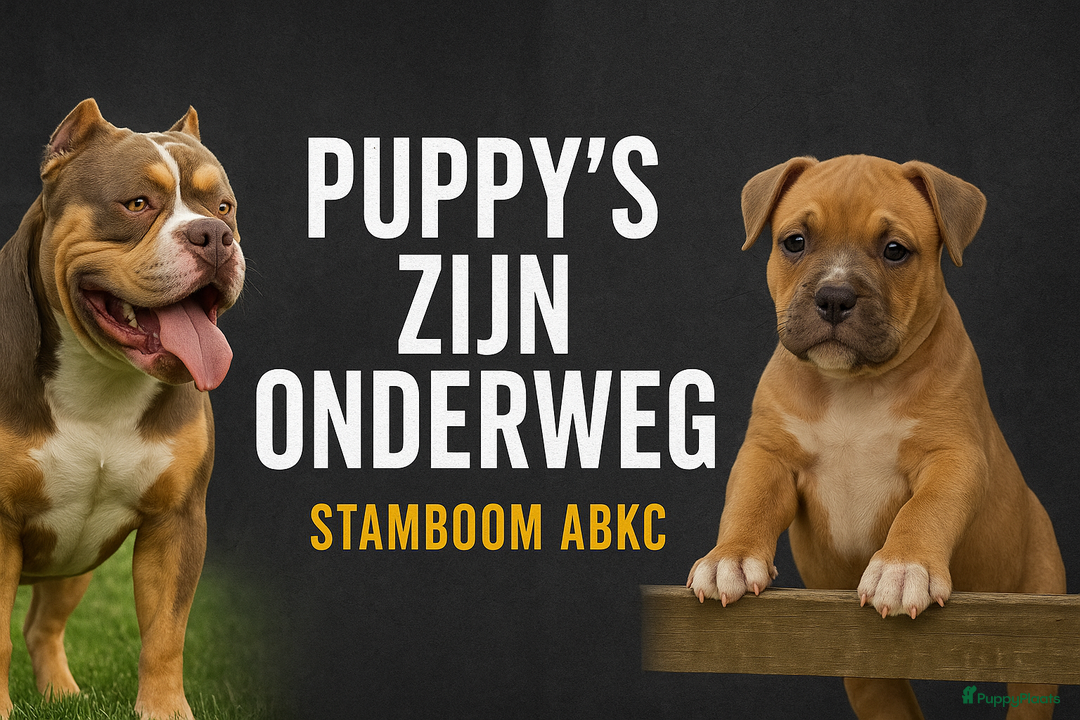 Galerij afbeelding {{count}}