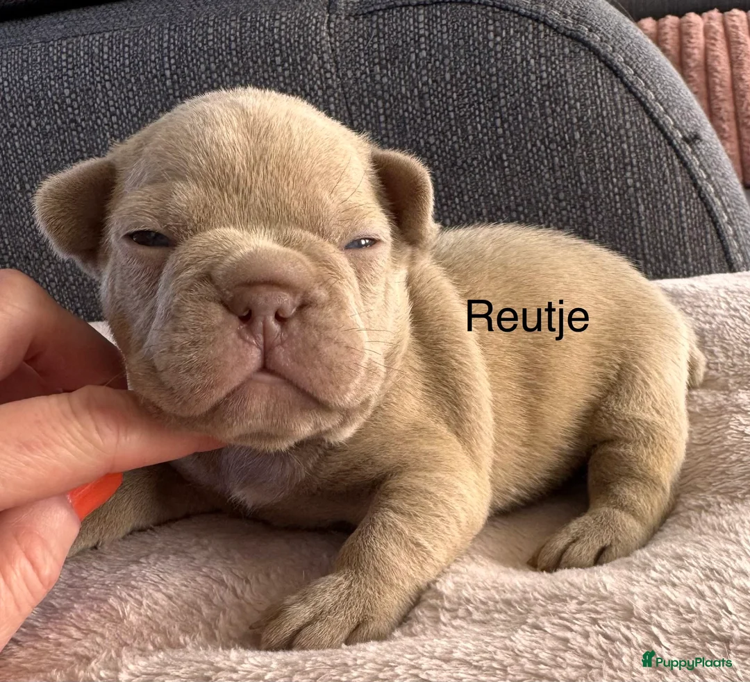Franse Bulldog honden te koop: Prachtig nestje Franse Bulldog pups  - Advertentie 2