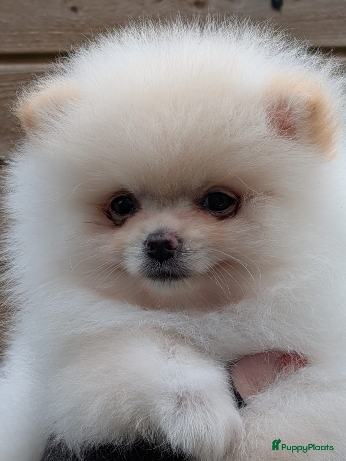 Pomeriaan honden Pomeriaan puppy's - Advertentie 4