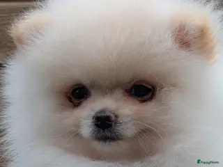 Pomeriaan honden Pomeriaan puppy's - Advertentie 4