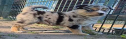 Kruising honden te koop: Mini australian shepherd pup - Advertentie 24