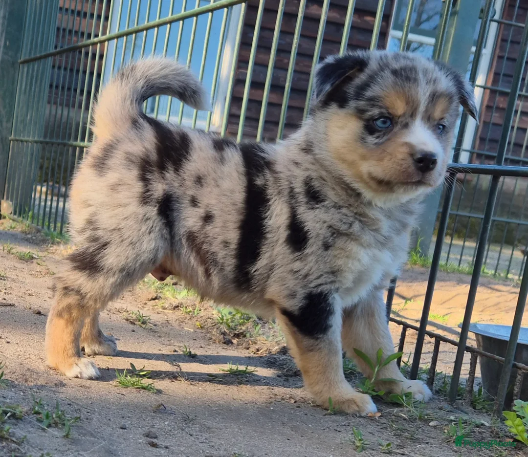 Kruising honden te koop: Mini australian shepherd pup - Advertentie 24
